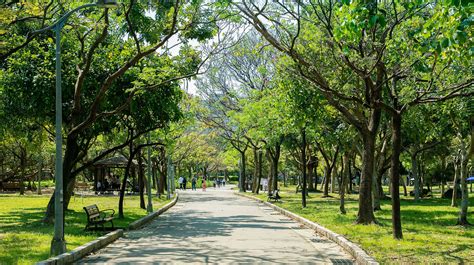 樹木對環境的影響|城市綠化可以怎麼做？多種樹就是氣候變遷的解決方案。